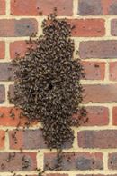 Bijenvolk rondom een spouwmuur